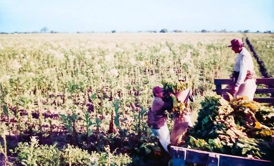 我知道在烟草地里干活是什么滋味。这是我十几岁时把一捆烟叶搬到卡车后车厢的照片。